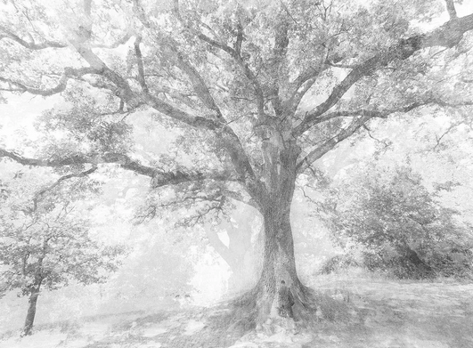 Luca Zampini, il "fotografo degli alberi", fa ritorno a Ferrara con l'opera poetica "Whispering Trees". 1