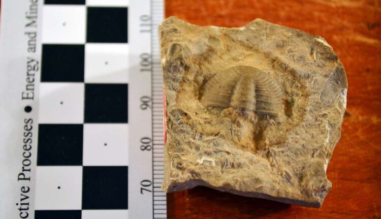 Rinvenuti più di 100 fossili oceanici risalenti a 567 milioni di anni fa. 1