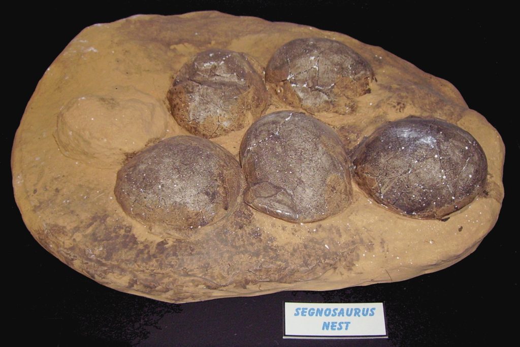 Scoperta a Mèze di oltre 100 uova di dinosauro. 1