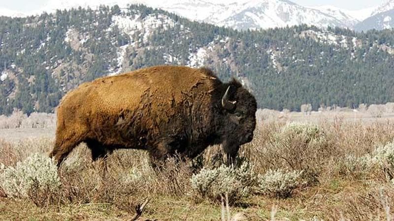 Trump intende allontanare i bisonti: la contesa del magnate contro gli animali emblema degli Stati Uniti 2