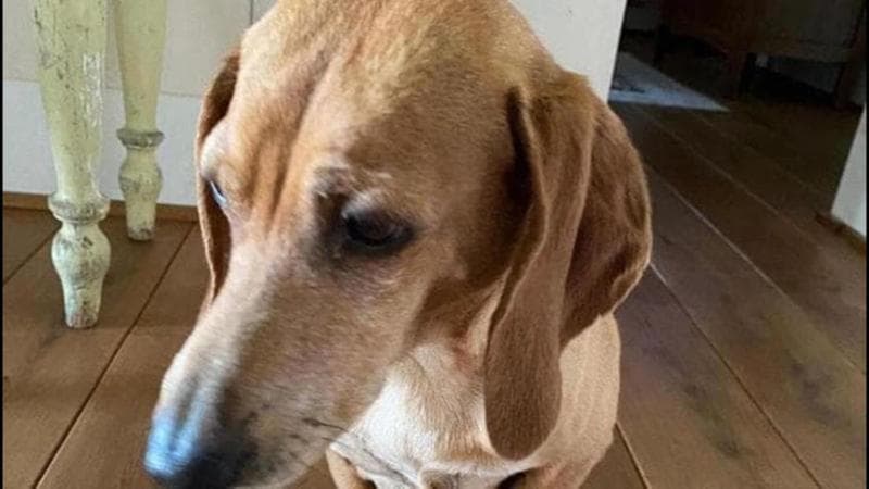 Uomini, cani e lupi: lezioni dalla scomparsa di Osso 2
