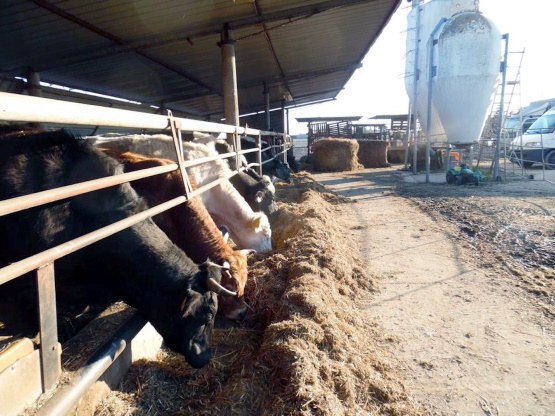 Benessere degli animali, la Regione destina quasi 35 milioni per supportare gli investimenti infrastrutturali. 1
