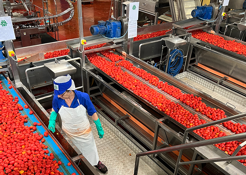 Conserve Italia ricerca 200 operai stagionali per lo stabilimento di Pomposa, specializzato in pomodori e frutta. 1