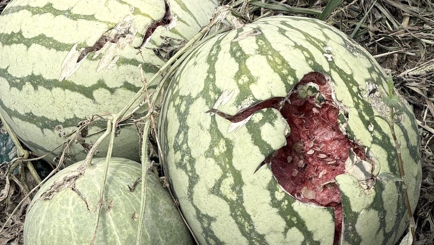 "Affrontare le origini della crisi climatica" 1