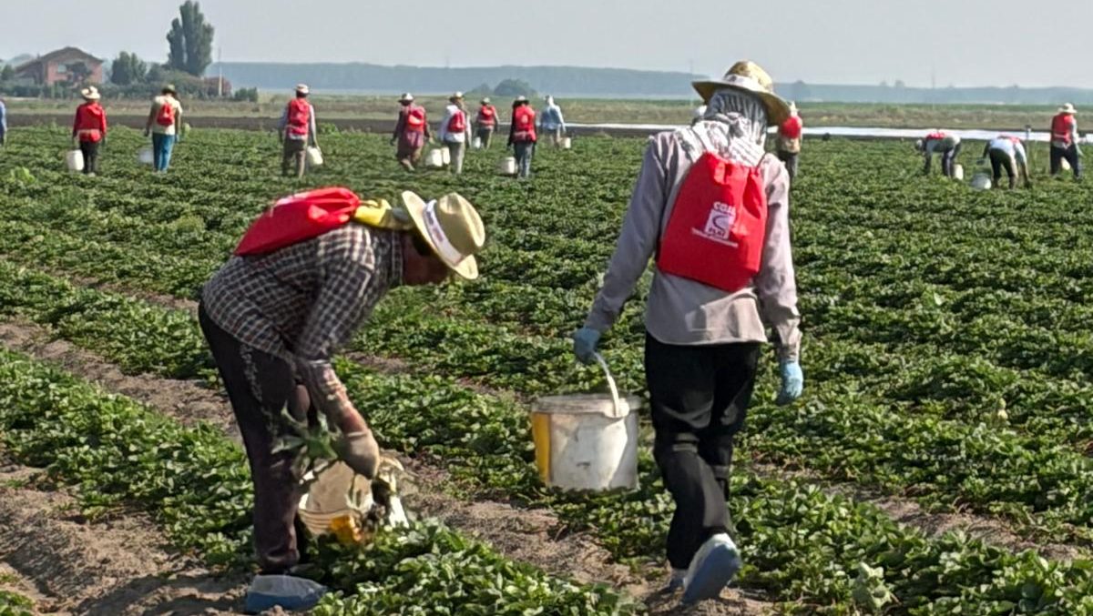 All'alba con i lavoratori: come le Brigate del Lavoro contrastano il caporalato 1