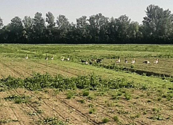 Coldiretti, finanziamenti regionali per la prevenzione dei danni causati dalla fauna: termine per la presentazione delle domande fissato al 24 luglio. 1