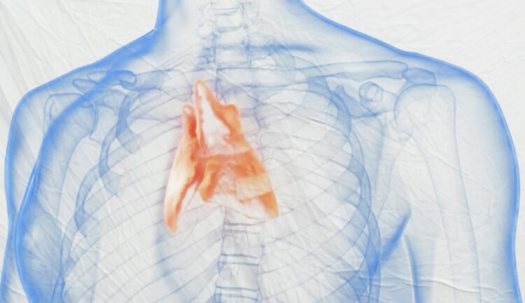 Il timo, un organo di dimensioni ridotte che salvaguarda il sistema immunitario. 1