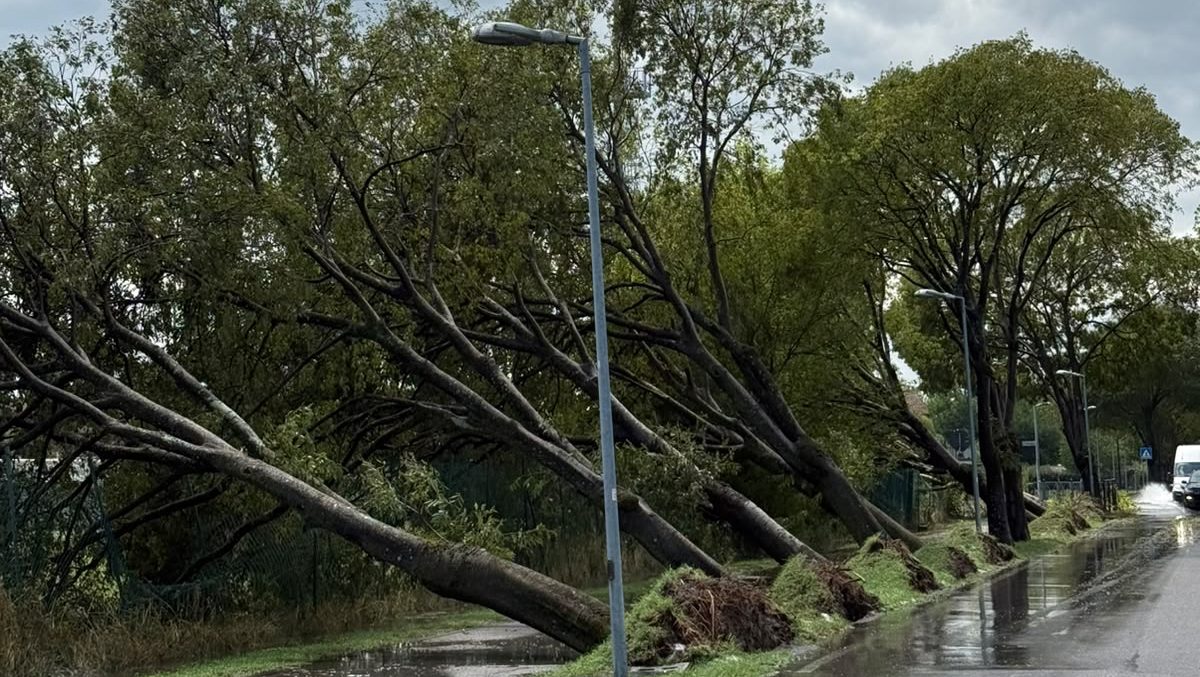 Maltempo, Ferrara in difficoltà. Inondazioni, incidenti e alberi abbattuti. Maltempo, Ferrara in difficoltà. Inondazioni, incidenti e alberi abbattuti. 26