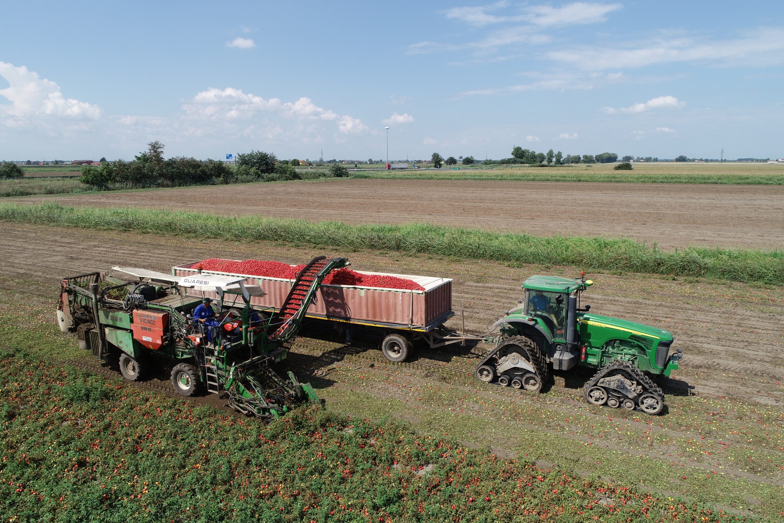 Aspetti positivi e negativi per la raccolta del pomodoro ferrarese 1