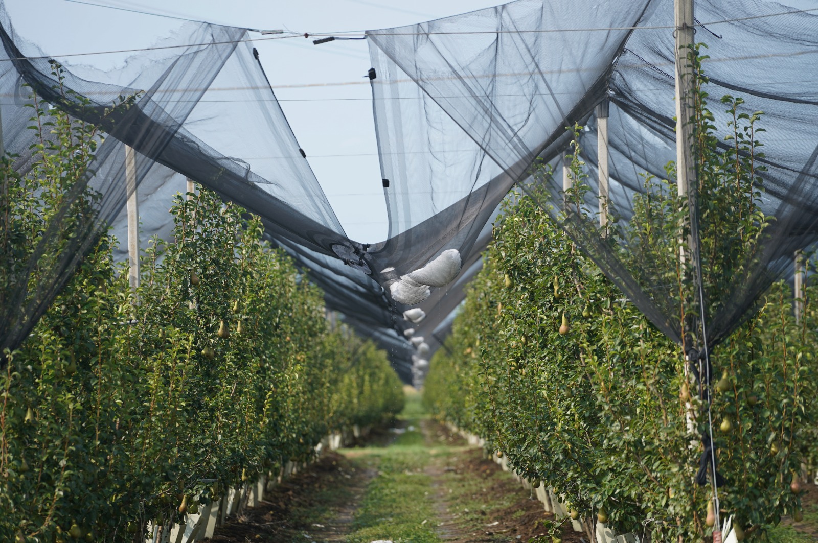 Coldiretti Ferrara ed Emil Banca: supporto agli agricoltori danneggiati dalle avversità atmosferiche. 1
