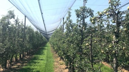 Frutticoltura. Difficoltà nel sistema commerciale, Tamirasi: “Siamo privi di una corretta organizzazione” 1