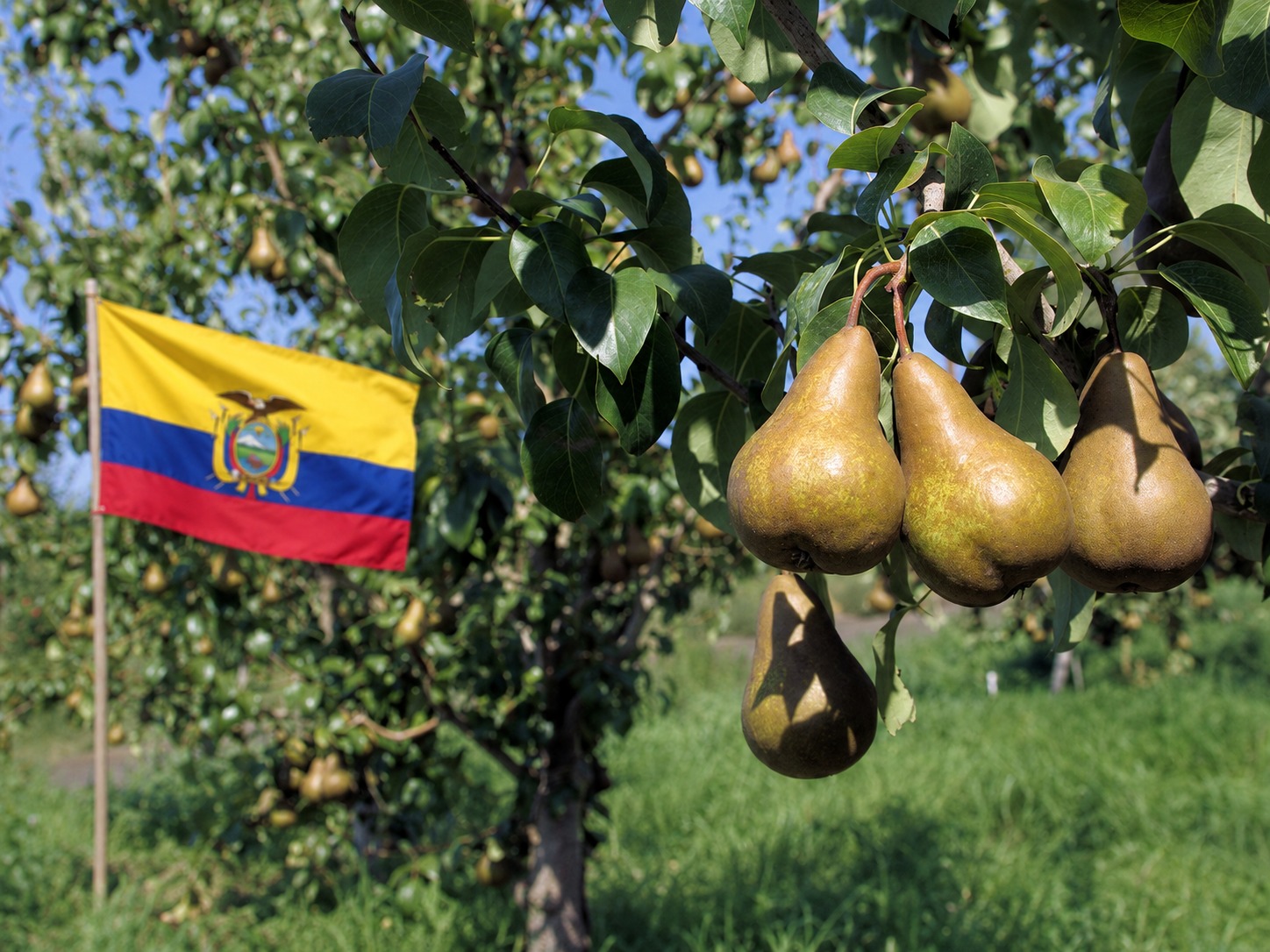 Pere italiane, via libera all'export in Ecuador Pere italiane, via libera all’export in Ecuador 1