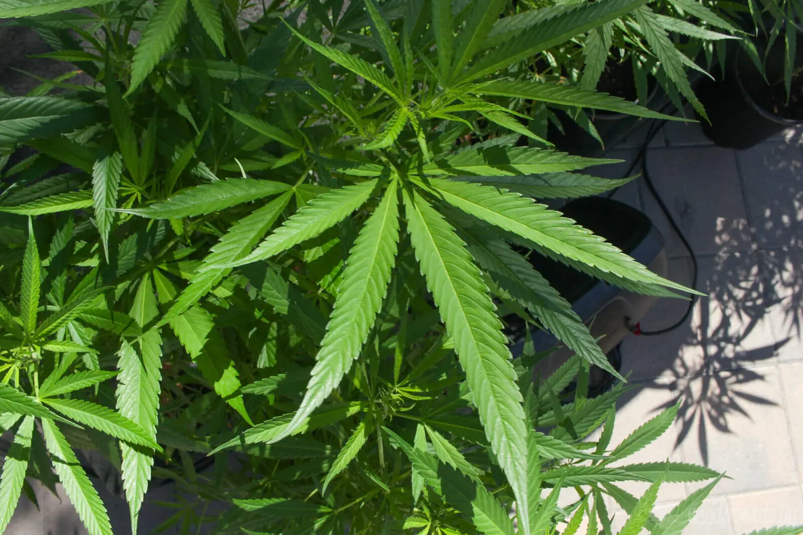 Quali sono le conseguenze della cannabis sul sonno? 1