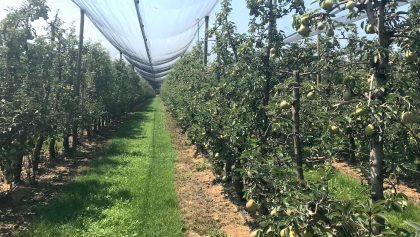 Estate 2026: caldo, grandine e costi energetici mettono a dura prova pesca e agricoltura in Romagna-Estense 5
