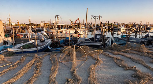 Estate 2026: caldo, grandine e costi energetici mettono a dura prova pesca e agricoltura in Romagna-Estense 1