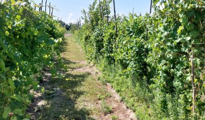 Estate 2026: caldo, grandine e costi energetici mettono a dura prova pesca e agricoltura in Romagna-Estense 6