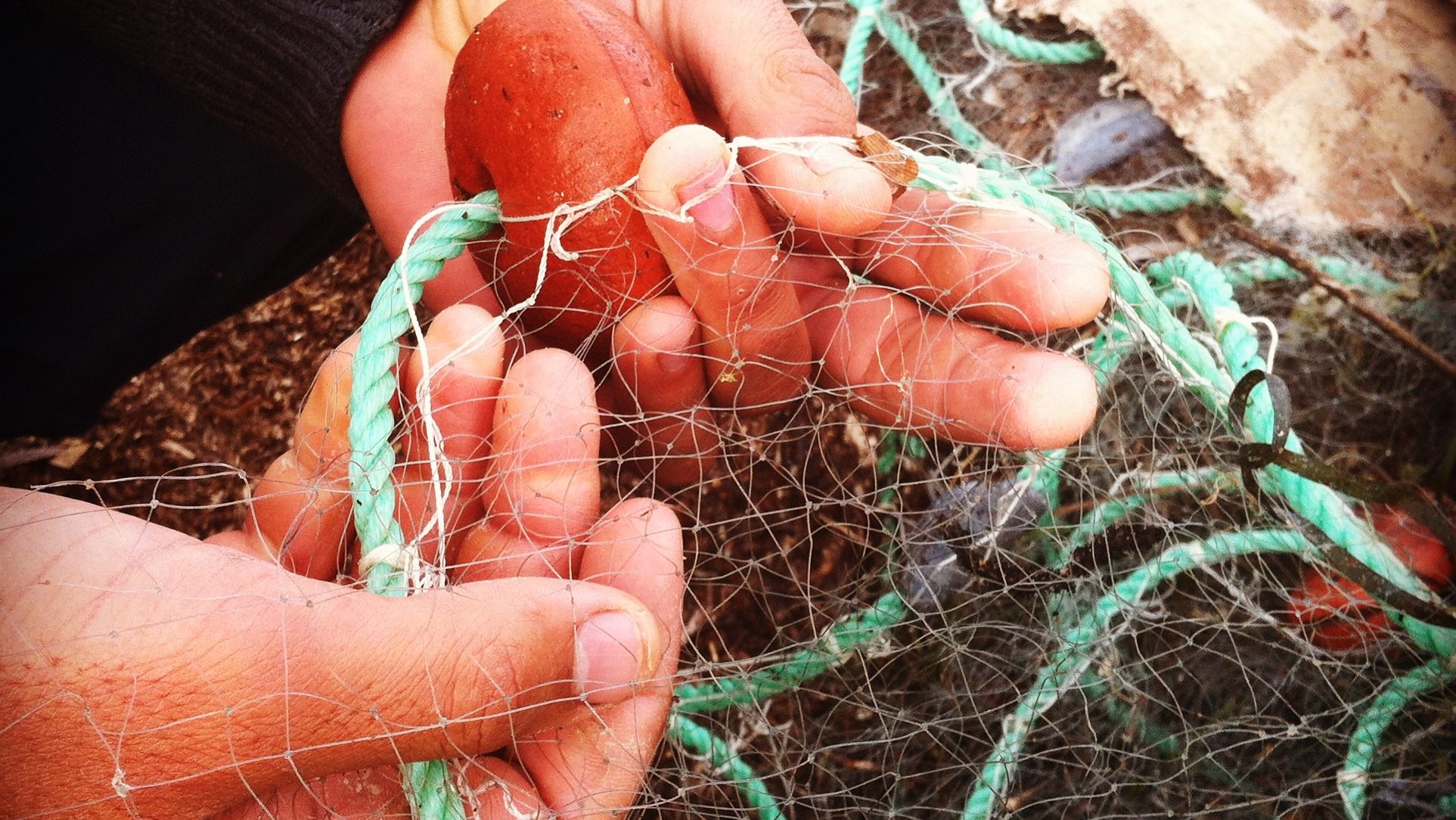 Pesca, gli europarlamentari Pd a Goro. Focus su granchio blu e molluschicoltura 1