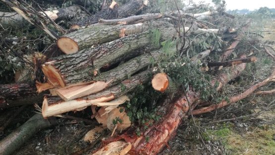 “Strage di alberi” a Fossanova San Marco, in aula la proprietaria dell’azienda agricola 1