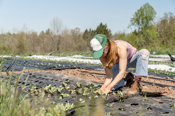 Agricoltura, firmato il nuovo contratto per le cooperative ferraresi: validità 2026-2029 1