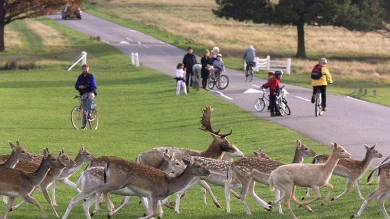 Cerbiatti, volpi, serpenti. David Attenborough svela la Londra selvaggia 1