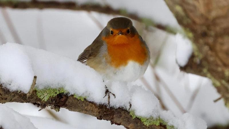 La neve e i suoi silenzi. “Ecco perché un paesaggio imbiancato ci riempie di poesia” 1